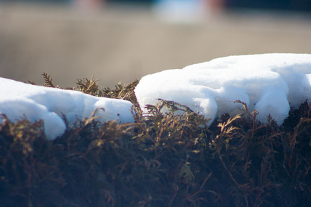snow on thuja branches