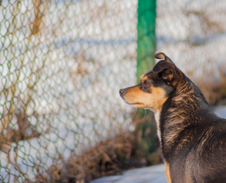 black dog standing on the snowの写真素材