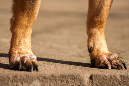 brown-orange dog's pawsの写真素材