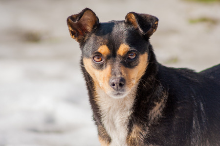 dark dog standing in winter. Snow in the backgroundの写真素材