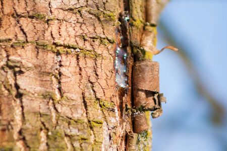 bark on a tree with yellow and green lichenの写真素材