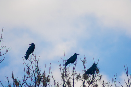 Raven (Corvus corax) perched on a tree branch and blue sky in the backgroundの写真素材