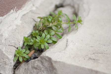 weed growing through crack in pavement