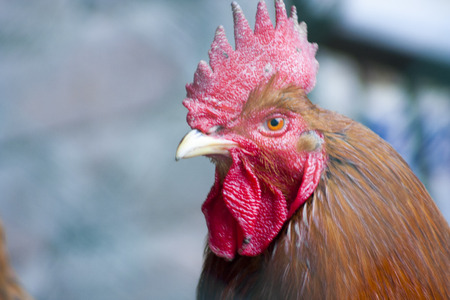 A handsome proud cock, lives on a farm. Farmer's cockの写真素材