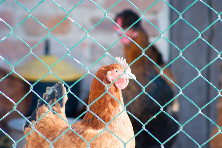 hen behind a metal meshの写真素材