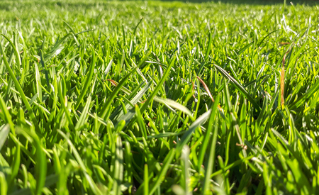 macro Fresh green grass backgroundの写真素材