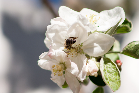 flowers of a blossoming apple treeの写真素材