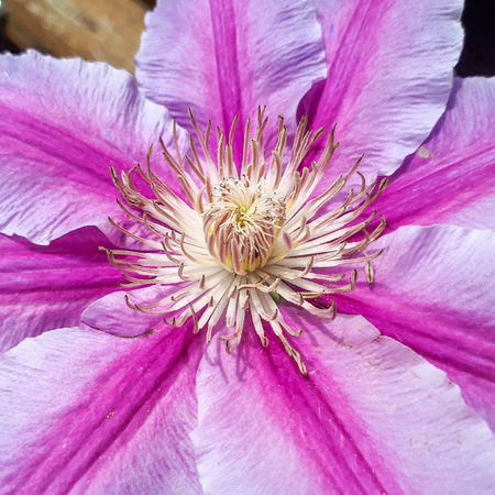 Blooming macro Clematis - Doctor Ruppel. Pink and white flower in gardenの写真素材