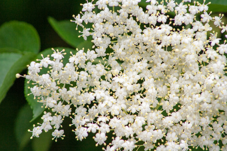 white flowers of elderberry on the tree