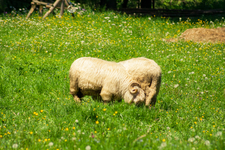 Rams with horns eating grass on a mountain gladeの写真素材