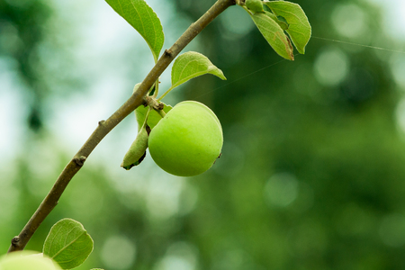 Growing green apple. Young apple on a branch.の写真素材