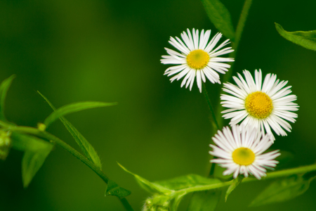 Green grass and chamomiles in the nature