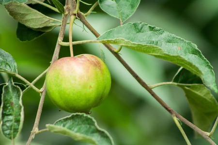 an unripe apple that acquires a red color. An apple hanging on a tree branchの写真素材