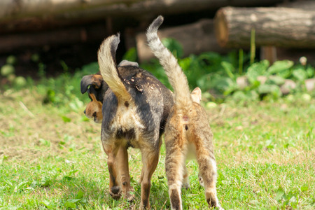 Cat and dog are walking next to each other with tails raised up. Friendship of animals.