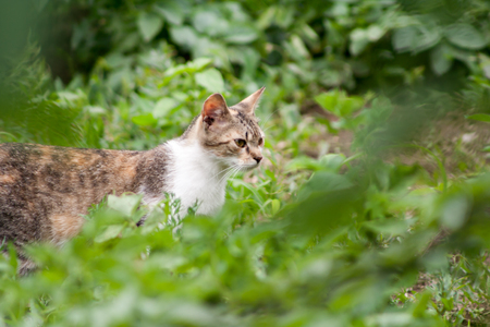 close-up cat in green grass on sunny dayの写真素材