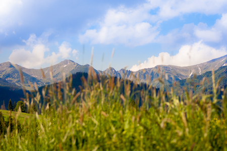 In the foreground blurred grass, and in the background a beautiful range of Tatra mountains in Poland on a sunny dayの写真素材