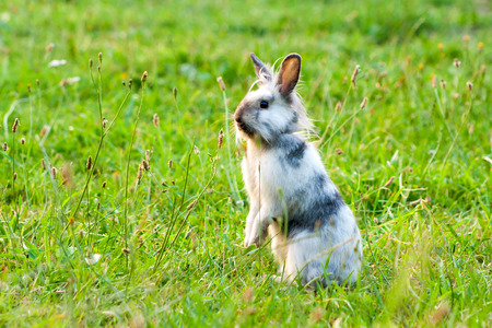 a miniature rabbit standing on hind legs in the grass