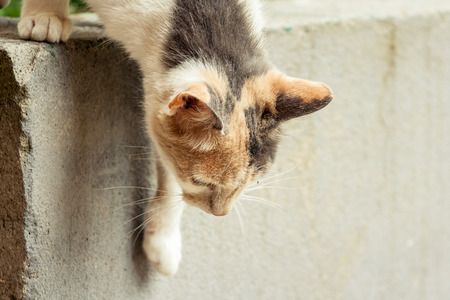 The cat is standing on a concrete wall with the head down, looking downの写真素材