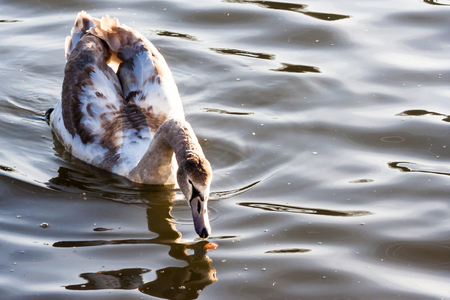 Swan on lake water in sunset day, Swans on pond, nature series. Beautiful White Swan swimming in a lakeの写真素材