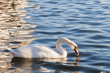 Macro of an orange swan beak immersed in water. A white swan swimming on the Vistula river in Cracow, Poland.の写真素材