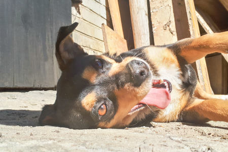 A young dog lies on the concrete and rests. Perspective from the groundの写真素材