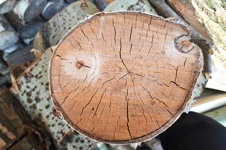 Rings  of dry birch. Texture of cracked birch woodの写真素材