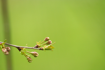 Branch of cherries on a green background. The first days of spring. Flowers appear and begin to...