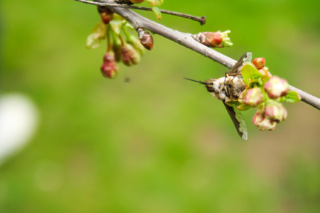 Branch of cherries on a green background. The first days of spring. Flowers appear and begin to flourish.の写真素材