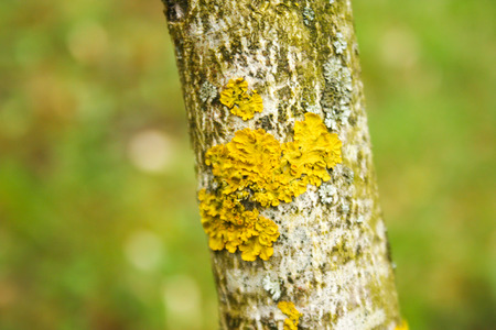 Yellow lichen on a tree on green background