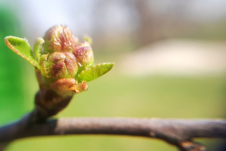 Prunus avium wild sweet cherry starting to bloom, group of buds on flowering branches during early springtimeの写真素材