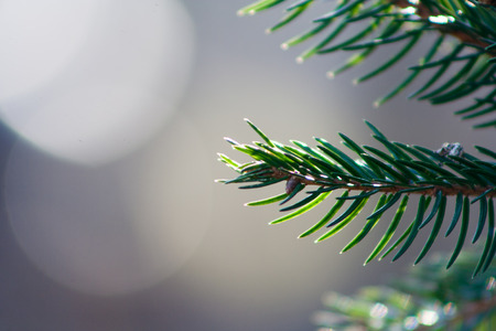 Green branch of spruce on a gray backgroundの写真素材