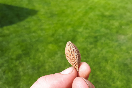 marco peach seed in human hand on green grass background