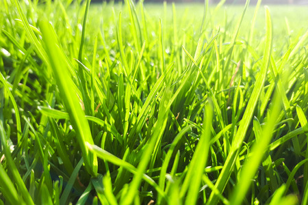 Morning green meadow with green grassの写真素材