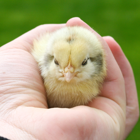 The man holds a chicken in his hands. Selective focus. nature. Grass backgroundの写真素材