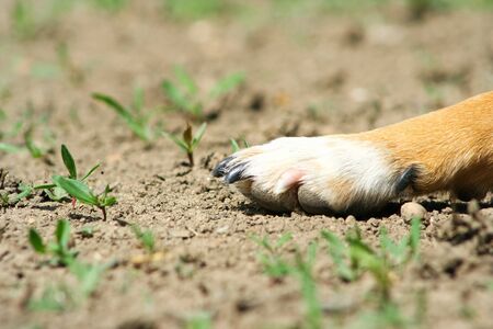 close up of a dog's paw on the groundの写真素材