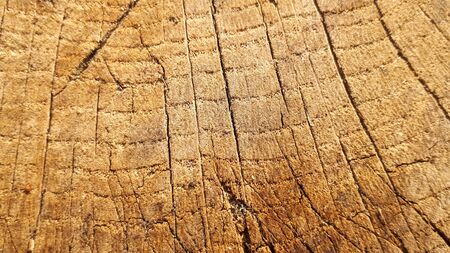 Old wooden oak tree cut surface. Detailed warm dark brown and orange tones of a felled tree trunk or...