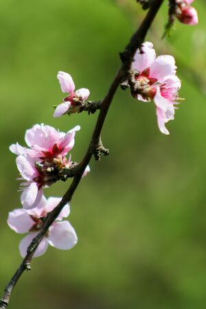Peach flower blooming in the garden, closeup natural photo. Abstract background for calendar or design.の写真素材