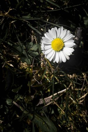 White daisy flower on grass. Spring flower on lawn background. Small flower on a meadow.の写真素材