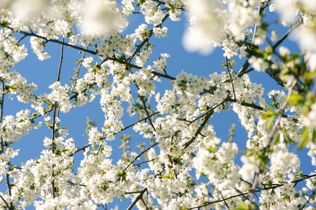Blooming cherry on sky background. Cherry blossom tree under clear blue sky in spring