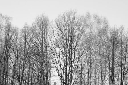 photo black and white trees without vegetation. trees in the village in winter days in colours and in black and whiteの写真素材