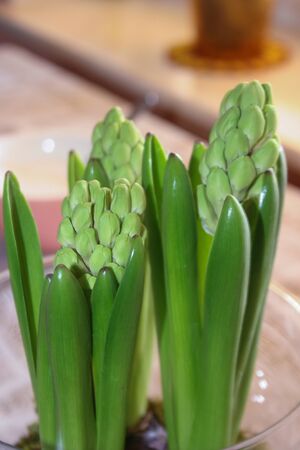 Green hyacinth bud flower in studio. Home spring plant indoor. Springtime background.の写真素材
