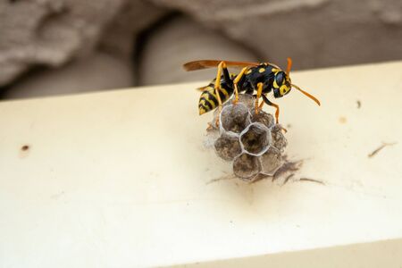 Wasp building nest. Closeup tree or paper wasp. Macro insect. Close up of wasp nest