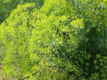 Background with dill umbrella closeup. Garden plant. Fragrant dill on the garden in the garden 
