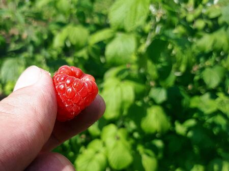 Red and ripe raspberry in human hand. Outdoor concepts.の写真素材
