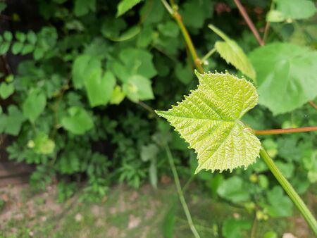 Natural green grape leaf in garden.の写真素材