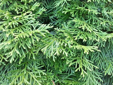 Thuja twig, Thuja occidentalis is an evergreen coniferous tree
