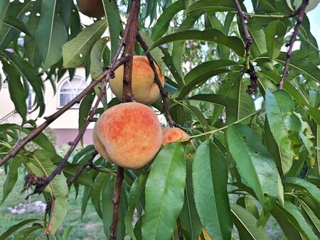 One peach on the tree in a orchard の写真素材