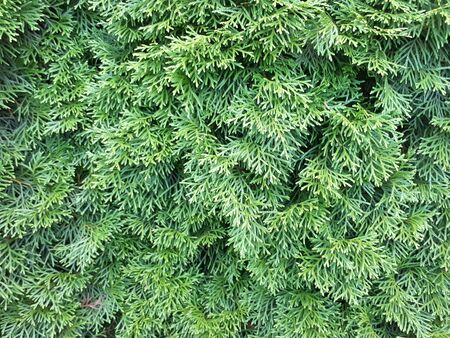 Thuja twig, Thuja occidentalis is an evergreen coniferous treeの写真素材