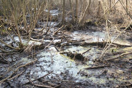 Spring forest in Poland. Outdoor natural landscape background.