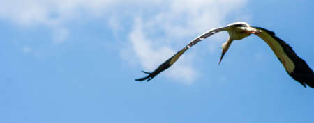 White migratory bird fly on blue sky background. Flight stork Freedom animal concept.の写真素材